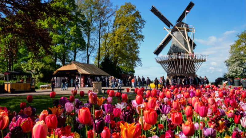 Ljuvliga Keukenhof med sin ber�mda v�derkvarn.